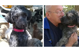 Halálos autóbalesetet túlélt kutyát keresnek