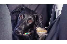 Kölyökkutyával keresztül Európán - Így készülj fel az útra!