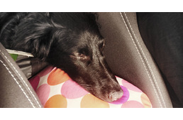 Kölyökkutyával keresztül Európán - a nagy utazás