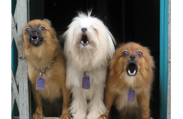 Sokat mondó kutyaugatás