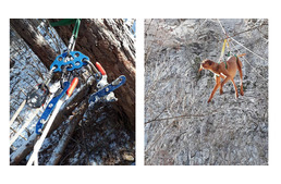 30 méter magas sziklafalról mentettek vizslát a tűzoltók