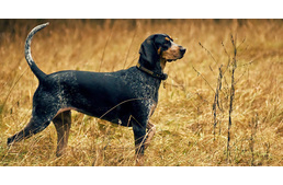 Több mint 11 ezer éve segíthet a kutya a vadászatban az embernek 