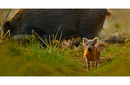 Mit tehetsz, ha vaddisznóval találkozol szembe a kutyasétán?