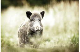Erdőlátogatási tilalom van kedden Sopronban