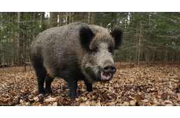 Frissítve! Veszélyes kutyát sétáltatni most a Hajógyári-szigeten - vaddisznó támadt rá egy vizslára