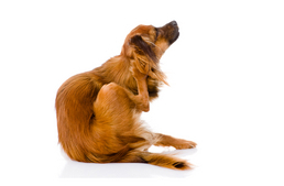 10 vegyszer, ami viszketést okoz