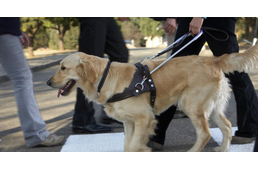 Vakvezető kutyája miatt küldtek ki egy lányt a pékségből
