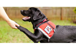 Tabuk, és tévhitek – „Szegény segítő kutya”