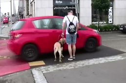 Majdnem elütötte a vakvezető kutyát és gazdáját - a sofőr állítja, ő nem hibázott