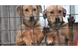 Idén virág helyett ajándékozz életet Valentin napon!