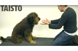 Varázslat kutyáknak