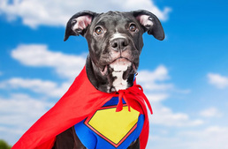 Életet mentett a véradó kutya