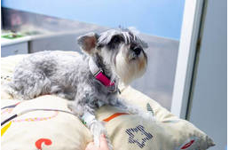 Magas vérnyomás kutyáknál - tünetek és tudnivalók