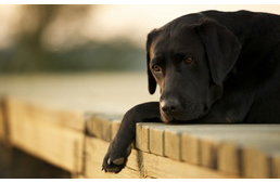 Jódhiányos a kutyád? Így segíthetsz állapotán!