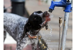 Veseelégtelenség kutyáknál