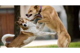 Kutyáink nem túl megbocsátóak egymással