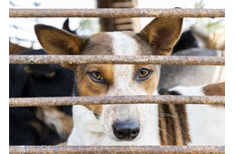 Osztrák állatvédők segítségével sikerült bezáratni egy kutyavágóhidat