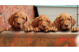 Kiemelt feladatként kezelik a nemzeti kutyafajták génmegőrzését