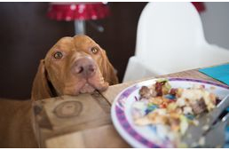 Nyírfacukor (xilit) mérgezés kutyáknál: kis mennyiségben is halálos lehet!