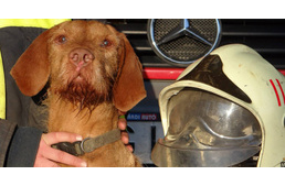 Négylábú hőst gyászolnak a magyar tűzoltók