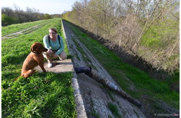 Eszméletlen férfit mentett meg egy vizsla Szegeden