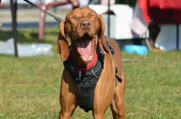 Hatodszor: Ebugatta Piknik