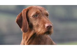 Indul a nemzeti kutyafajtáink állami génbanki fenntartási programja