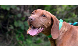 Új fesztivál Budapesten - Segíts kutyákon, miközben szórakozol!