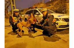 Autópályáról mentettek egy vizslát a rendőrök