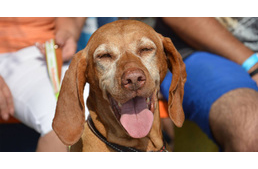 Ez történt 2016-ban