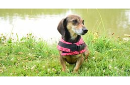 Új kutyás rendezvényhelyszín Szabolcsban - ráadásul vízparton!