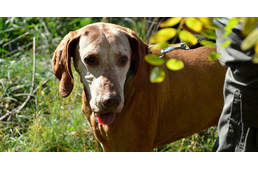 „Mosolyogva néz a földre a szelíd nap sugara…” – Vizsla Túra az őszülő kutyusokra írva