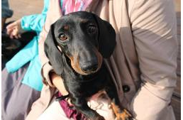 Ilyen volt az I. Veszprémi Tacskó Találkozó és Szépségverseny