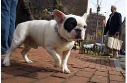 Kutya meleg - sérülések a forró betonon!