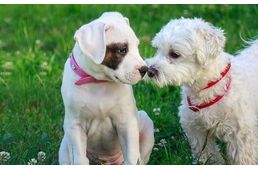 A kennelköhögés a kölyökkutyákat sem kíméli, óvjuk őket a bajtól!