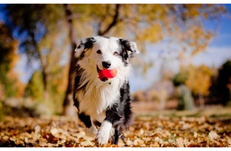 4 kutyajó program a hosszú hétvégére