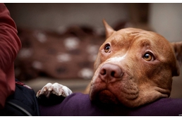 Mindent a szívférgességről