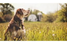 Legyen kutyás a hosszú hétvége is!