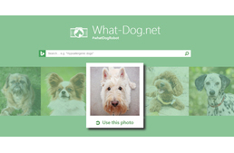 Milyen fajta kutya lennél? Ez a program megmondja!