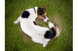 Miért kergeti a kutya a farkát?