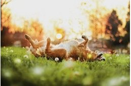 Bolhairtó kutyafalatok