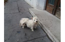 Soha ne add fel - Eltűnt kutyák, akik évek múltán találtak haza