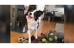 Csoportosítani tudják a kutyák a tárgyakat?