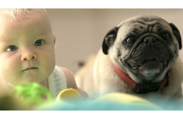 Miért van szükségünk a kutyára?