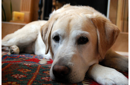 Vakvezetőt örökbe?