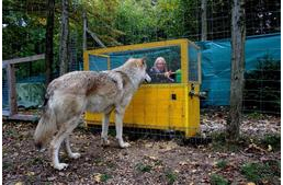 Új kutatás: a farkasok jobban értik az ok-okozati összefüggést, mint a kutyák