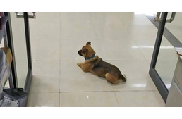 Három hónapig várta a hűséges kutya a kórháznál koronavírusban elhunyt gazdáját