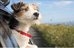 Ezért légy szabályos a közutakon!