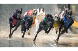 Harc az agárversenyek betiltásáért – egy év alatt ezer agár vesztette életét Nagy-Britanniában