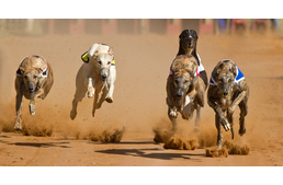 Agárversenyek Ausztráliában: évi 17.000 áldozat!